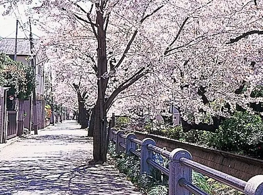 仙台堀川公園 東京 新木場 人気お花見スポット 一休 Comレストラン 仙台堀川公園 東京 新木場 人気お花見スポット 一休 Comレストラン