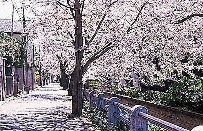 押上お花見22 押上 情緒あふれる桜景色を満喫 お花見おすすめ人気スポット30選 一休 Comレストラン 押上お花見22 押上 情緒あふれる桜景色を満喫 お花見おすすめ人気スポット30選 一休 Comレストラン