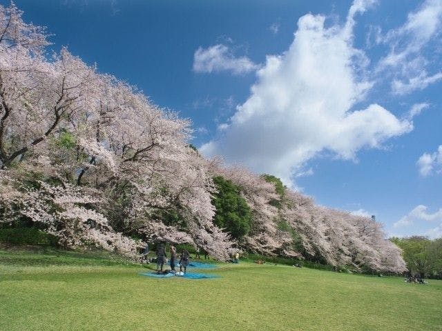 砧公園 東京 二子玉川 人気お花見スポット 一休 Comレストラン