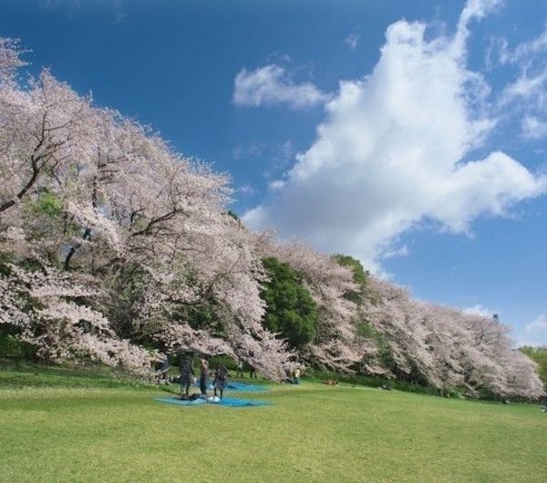 砧公園 東京 二子玉川 人気お花見スポット 一休 Comレストラン 砧公園 東京 二子玉川 人気お花見スポット 一休 Comレストラン