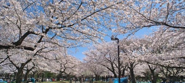 中目黒お花見21 中目黒 情緒あふれる桜景色を満喫 お花見おすすめ人気スポット30選 一休 Comレストラン 中目黒お花見21 中目黒 情緒あふれる桜景色を満喫 お花見おすすめ人気スポット30選 一休 Comレストラン