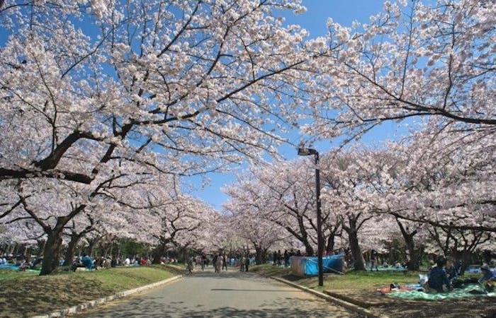 調布お花見22 調布 情緒あふれる桜景色を満喫 お花見おすすめ人気スポット30選 一休 Comレストラン 調布お花見22 調布 情緒あふれる桜景色を満喫 お花見おすすめ人気スポット30選 一休 Comレストラン