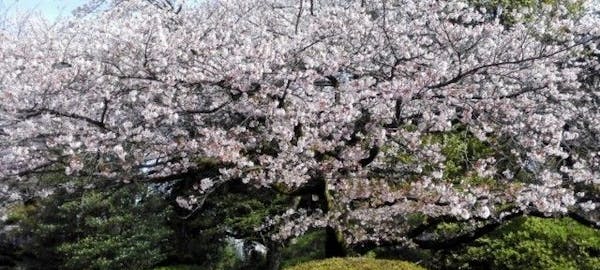 原宿お花見21 原宿 情緒あふれる桜景色を満喫 お花見おすすめ人気スポット30選 一休 Comレストラン 原宿お花見21 原宿 情緒あふれる桜景色を満喫 お花見おすすめ人気スポット30選 一休 Comレストラン