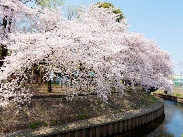 阿佐ヶ谷お花見21 阿佐ヶ谷 情緒あふれる桜景色を満喫 お花見おすすめ人気スポット30選 一休 Comレストラン 阿佐ヶ谷お花見21 阿佐ヶ谷 情緒あふれる桜景色を満喫 お花見おすすめ人気スポット30選 一休 Comレストラン