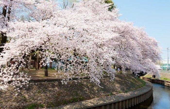 調布お花見22 調布 情緒あふれる桜景色を満喫 お花見おすすめ人気スポット30選 一休 Comレストラン 調布お花見22 調布 情緒あふれる桜景色を満喫 お花見おすすめ人気スポット30選 一休 Comレストラン