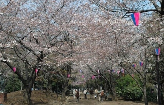 さいたま 大宮お花見22 さいたま 大宮 情緒あふれる桜景色を満喫 お花見おすすめ人気スポット30選 一休 Comレストラン さいたま 大宮お花見22 さいたま 大宮 情緒あふれる桜景色を満喫 お花見おすすめ人気スポット30選 一休 Comレストラン