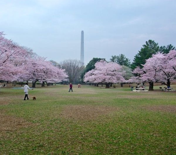光が丘公園 東京 練馬 人気お花見スポット 一休 Comレストラン 光が丘公園 東京 練馬 人気お花見スポット 一休 Comレストラン