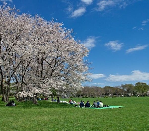 水元公園 東京 葛飾 江戸川 江東 人気お花見スポット 一休 Comレストラン 水元公園 東京 葛飾 江戸川 江東 人気お花見スポット 一休 Comレストラン