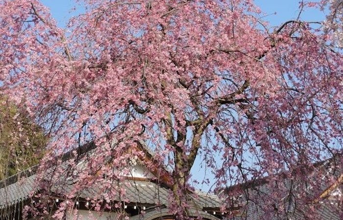 八王子お花見21 八王子 情緒あふれる桜景色を満喫 お花見おすすめ人気スポット30選 一休 Comレストラン 八王子お花見21 八王子 情緒あふれる桜景色を満喫 お花見おすすめ人気スポット30選 一休 Comレストラン