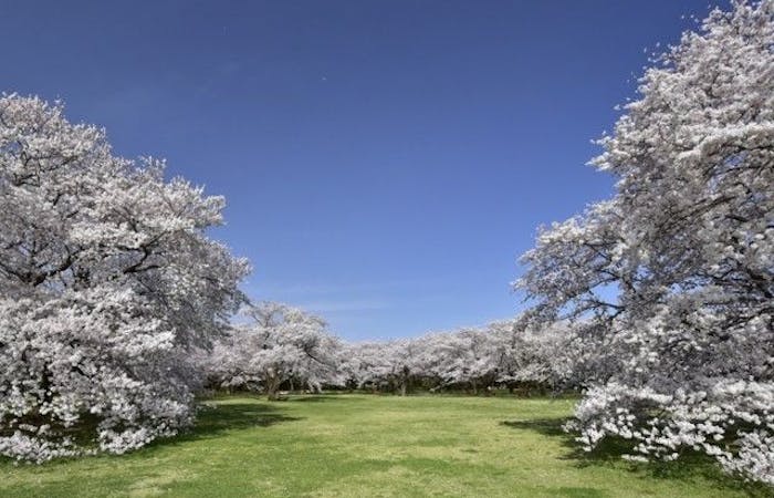 立川お花見22 立川 情緒あふれる桜景色を満喫 お花見おすすめ人気スポット30選 一休 Comレストラン 立川お花見22 立川 情緒あふれる桜景色を満喫 お花見おすすめ人気スポット30選 一休 Comレストラン