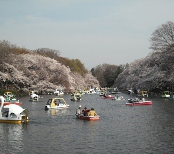井の頭恩賜公園 東京 吉祥寺 人気お花見スポット 一休 Comレストラン 井の頭恩賜公園 東京 吉祥寺 人気お花見スポット 一休 Comレストラン