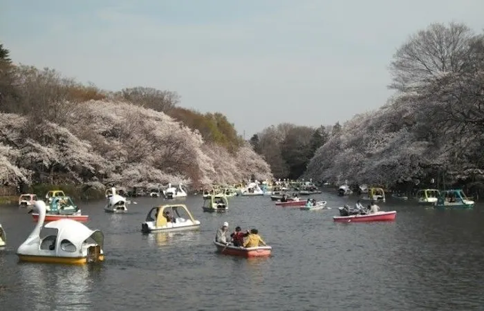 吉祥寺お花見22 吉祥寺 情緒あふれる桜景色を満喫 お花見おすすめ人気スポット30選 一休 Comレストラン 吉祥寺お花見22 吉祥寺 情緒あふれる桜景色を満喫 お花見おすすめ人気スポット30選 一休 Comレストラン