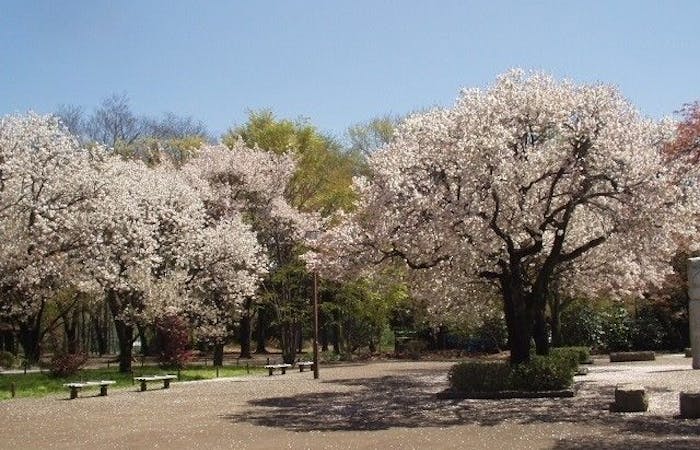 府中お花見21 府中 情緒あふれる桜景色を満喫 お花見おすすめ人気スポット30選 一休 Comレストラン 府中お花見21 府中 情緒あふれる桜景色を満喫 お花見おすすめ人気スポット30選 一休 Comレストラン