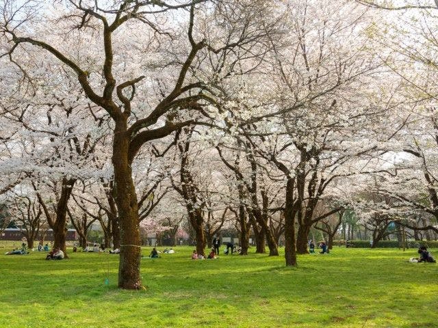 小金井公園 東京 小金井 人気お花見スポット 一休 Comレストラン