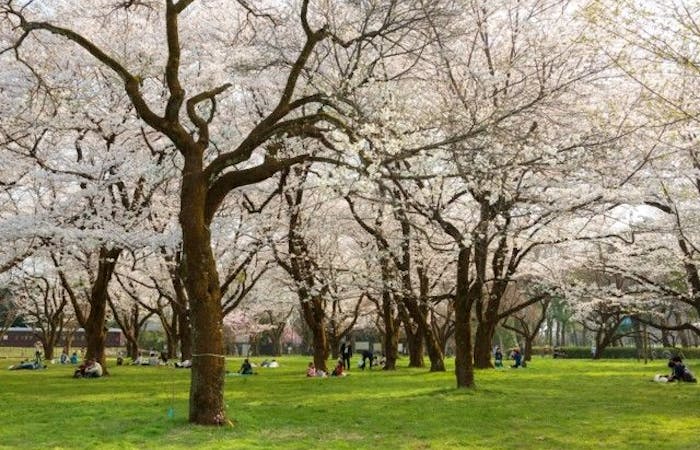 調布お花見22 調布 情緒あふれる桜景色を満喫 お花見おすすめ人気スポット30選 一休 Comレストラン 調布お花見22 調布 情緒あふれる桜景色を満喫 お花見おすすめ人気スポット30選 一休 Comレストラン