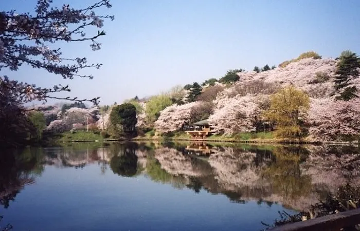 八王子お花見22 八王子 情緒あふれる桜景色を満喫 お花見おすすめ人気スポット30選 一休 Comレストラン 八王子お花見22 八王子 情緒あふれる桜景色を満喫 お花見おすすめ人気スポット30選 一休 Comレストラン
