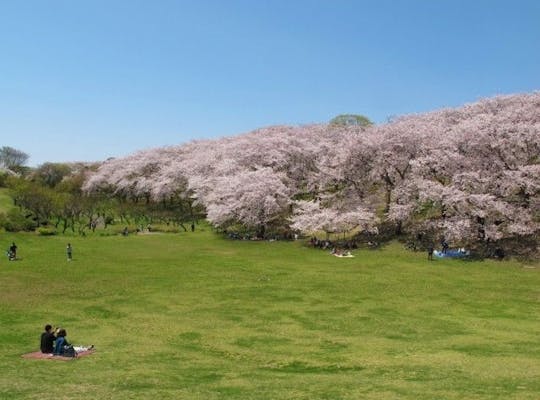 掃部山公園 神奈川 横浜 人気お花見スポット 一休 Comレストラン 掃部山公園 神奈川 横浜 人気お花見スポット 一休 Comレストラン