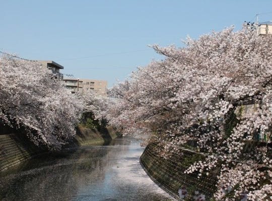 掃部山公園 神奈川 横浜 人気お花見スポット 一休 Comレストラン 掃部山公園 神奈川 横浜 人気お花見スポット 一休 Comレストラン