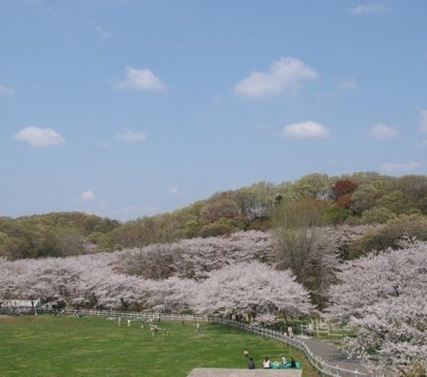 こどもの国 神奈川 横浜 人気お花見スポット 一休 Comレストラン こどもの国 神奈川 横浜 人気お花見スポット 一休 Comレストラン