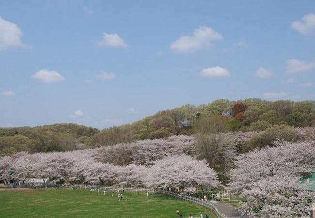 21年 神奈川お花見で行きたい桜名所 神奈川お花見におすすめ人気スポット選 一休 Comレストラン 21年 神奈川お花見で行きたい桜名所 神奈川お花見におすすめ人気スポット選 一休 Comレストラン