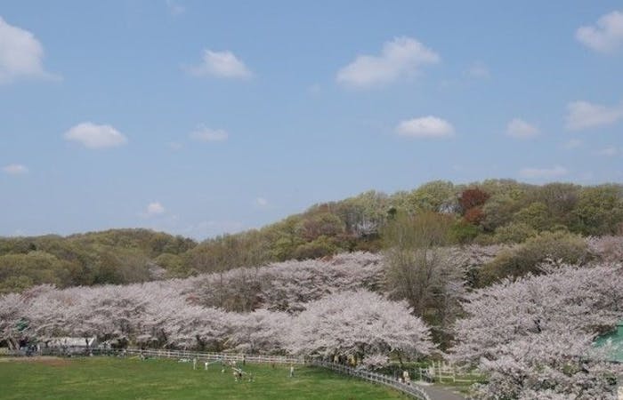 横浜お花見22 横浜 情緒あふれる桜景色を満喫 お花見おすすめ人気スポット30選 一休 Comレストラン 横浜お花見22 横浜 情緒あふれる桜景色を満喫 お花見おすすめ人気スポット30選 一休 Comレストラン