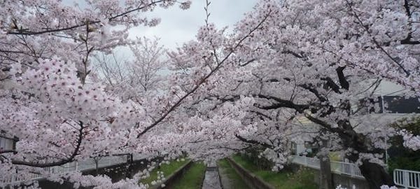 横須賀お花見21 横須賀 情緒あふれる桜景色を満喫 お花見おすすめ人気スポット30選 一休 Comレストラン 横須賀お花見21 横須賀 情緒あふれる桜景色を満喫 お花見おすすめ人気スポット30選 一休 Comレストラン