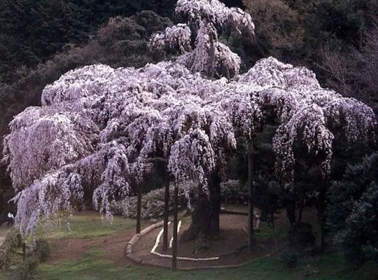 飯山白山森林公園 神奈川 厚木 海老名 人気お花見スポット 一休 Comレストラン 飯山白山森林公園 神奈川 厚木 海老名 人気お花見スポット 一休 Comレストラン