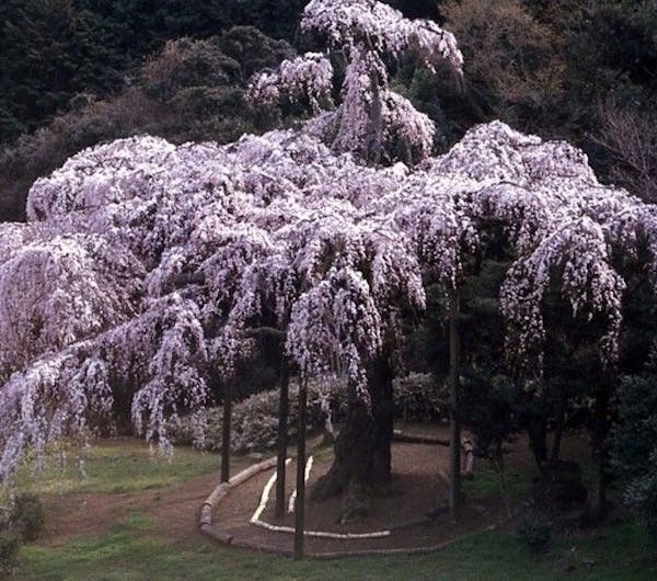 長興山のしだれ桜 神奈川 小田原 人気お花見スポット 一休 Comレストラン 長興山のしだれ桜 神奈川 小田原 人気お花見スポット 一休 Comレストラン