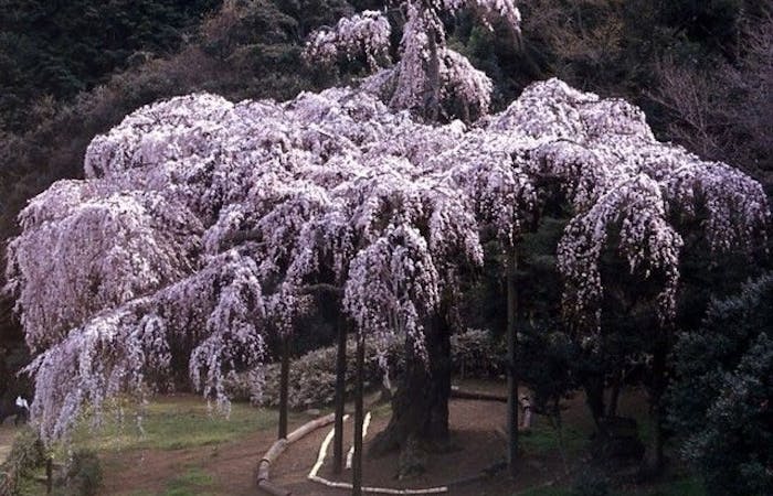 小田原お花見21 小田原 情緒あふれる桜景色を満喫 お花見おすすめ人気スポット16選 一休 Comレストラン 小田原お花見21 小田原 情緒あふれる桜景色を満喫 お花見おすすめ人気スポット16選 一休 Comレストラン