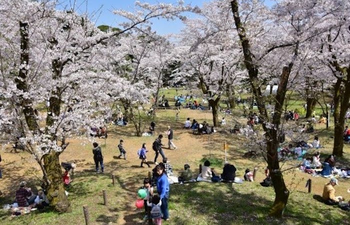 厚木 海老名お花見21 厚木 海老名 情緒あふれる桜景色を満喫 お花見おすすめ人気スポット30選 一休 Comレストラン 厚木 海老名お花見21 厚木 海老名 情緒あふれる桜景色を満喫 お花見おすすめ人気スポット30選 一休 Comレストラン