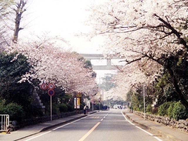八王子お花見22 八王子 情緒あふれる桜景色を満喫 お花見おすすめ人気スポット30選 一休 Comレストラン