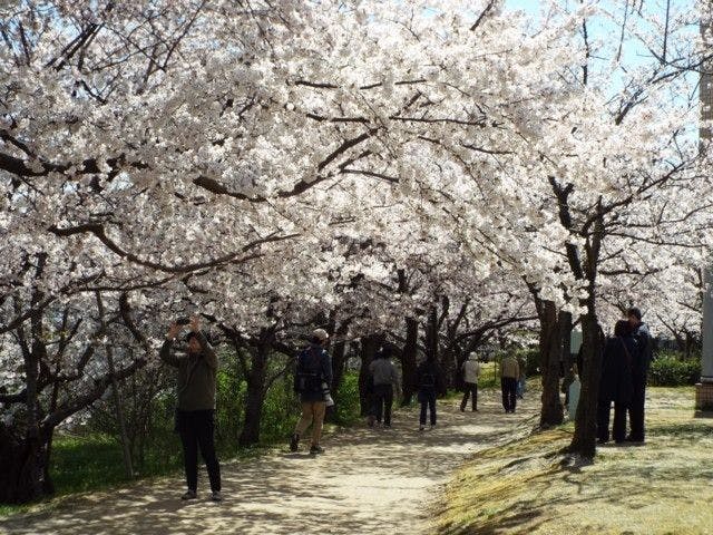 新潟市お花見22 新潟市 情緒あふれる桜景色を満喫 お花見おすすめ人気スポット9選 一休 Comレストラン