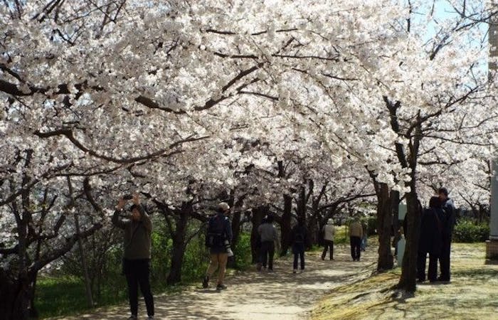 厚木 海老名お花見21 厚木 海老名 情緒あふれる桜景色を満喫 お花見おすすめ人気スポット30選 一休 Comレストラン 厚木 海老名お花見21 厚木 海老名 情緒あふれる桜景色を満喫 お花見おすすめ人気スポット30選 一休 Comレストラン