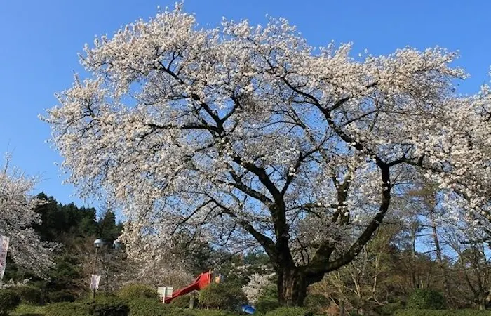 燕 三条 岩室 弥彦お花見21 燕 三条 岩室 弥彦 情緒あふれる桜景色を満喫 お花見おすすめ人気スポット7選 一休 Comレストラン 燕 三条 岩室 弥彦お花見21 燕 三条 岩室 弥彦 情緒あふれる桜景色を満喫 お花見おすすめ人気スポット7選 一休 Comレストラン