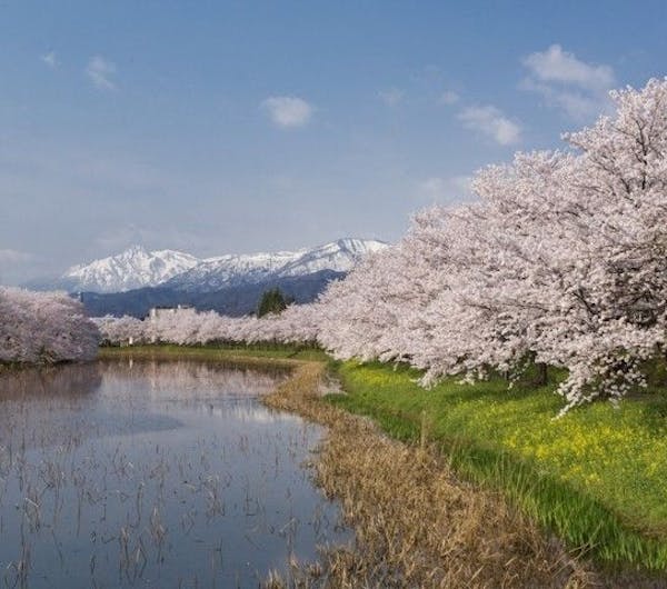 高田城址公園 新潟 上越 糸魚川 妙高 人気お花見スポット 一休 Comレストラン 高田城址公園 新潟 上越 糸魚川 妙高 人気お花見スポット 一休 Comレストラン