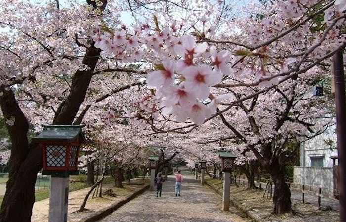 燕 三条 岩室 弥彦お花見21 燕 三条 岩室 弥彦 情緒あふれる桜景色を満喫 お花見おすすめ人気スポット7選 一休 Comレストラン 燕 三条 岩室 弥彦お花見21 燕 三条 岩室 弥彦 情緒あふれる桜景色を満喫 お花見おすすめ人気スポット7選 一休 Comレストラン