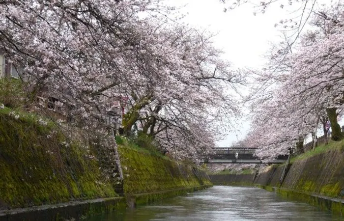 高岡お花見21 高岡 情緒あふれる桜景色を満喫 お花見おすすめ人気スポット12選 一休 Comレストラン 高岡お花見21 高岡 情緒あふれる桜景色を満喫 お花見おすすめ人気スポット12選 一休 Comレストラン