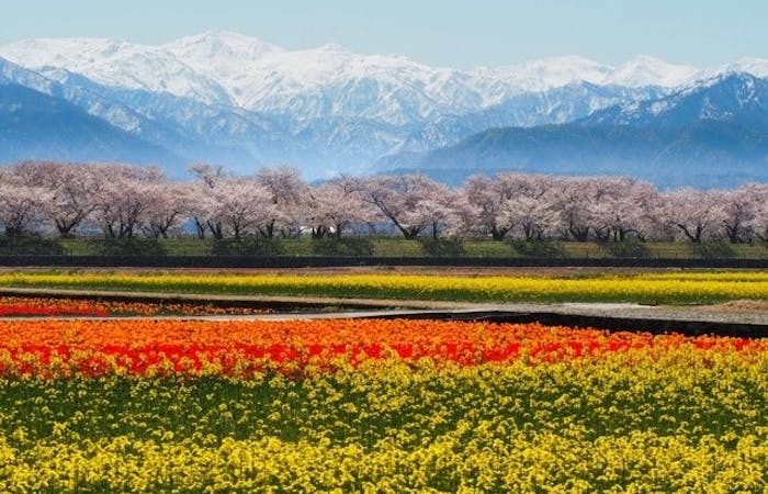 黒部お花見22 黒部 情緒あふれる桜景色を満喫 お花見おすすめ人気スポット4選 一休 Comレストラン 黒部お花見22 黒部 情緒あふれる桜景色を満喫 お花見おすすめ人気スポット4選 一休 Comレストラン