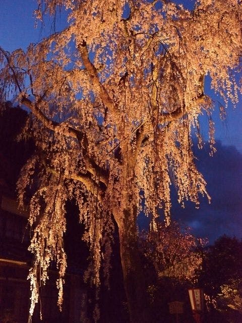 喜多家しだれ桜 | 石川 羽咋 人気お花見スポット - [一休.comレストラン]