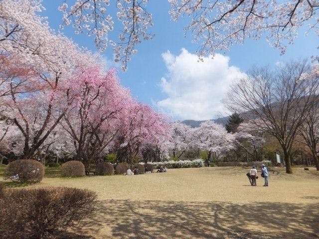 白山お花見22 白山 情緒あふれる桜景色を満喫 お花見おすすめ人気スポット8選 一休 Comレストラン