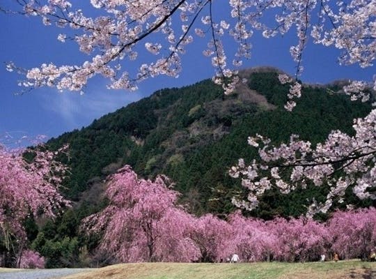 神子の山桜 福井 若狭 人気お花見スポット 一休 Comレストラン 神子の山桜 福井 若狭 人気お花見スポット 一休 Comレストラン
