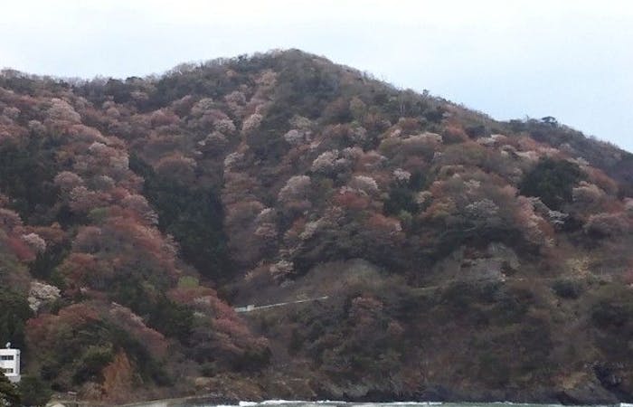 若狭お花見21 若狭 情緒あふれる桜景色を満喫 お花見おすすめ人気スポット6選 一休 Comレストラン 若狭お花見21 若狭 情緒あふれる桜景色を満喫 お花見おすすめ人気スポット6選 一休 Comレストラン