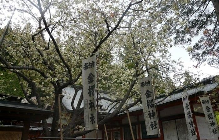 甲府お花見21 甲府 情緒あふれる桜景色を満喫 お花見おすすめ人気スポット15選 一休 Comレストラン 甲府お花見21 甲府 情緒あふれる桜景色を満喫 お花見おすすめ人気スポット15選 一休 Comレストラン