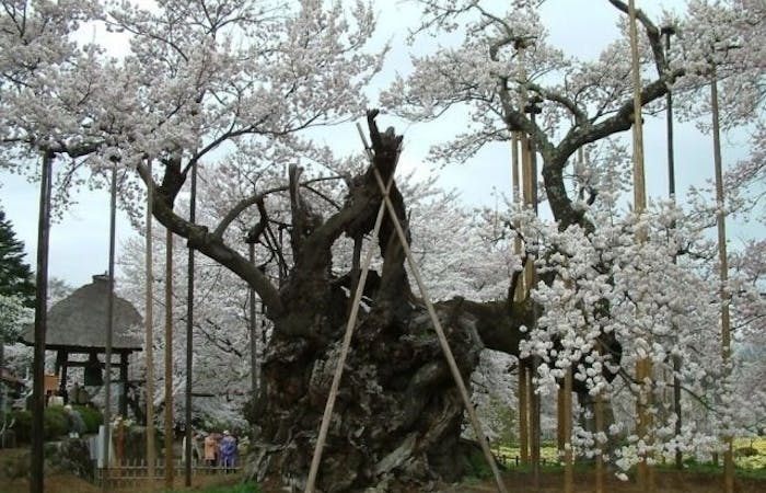 北杜 南アルプスお花見21 北杜 南アルプス 情緒あふれる桜景色を満喫 お花見おすすめ人気スポット14選 一休 Comレストラン 北杜 南アルプスお花見21 北杜 南アルプス 情緒あふれる桜景色を満喫 お花見おすすめ人気スポット14選 一休 Comレストラン