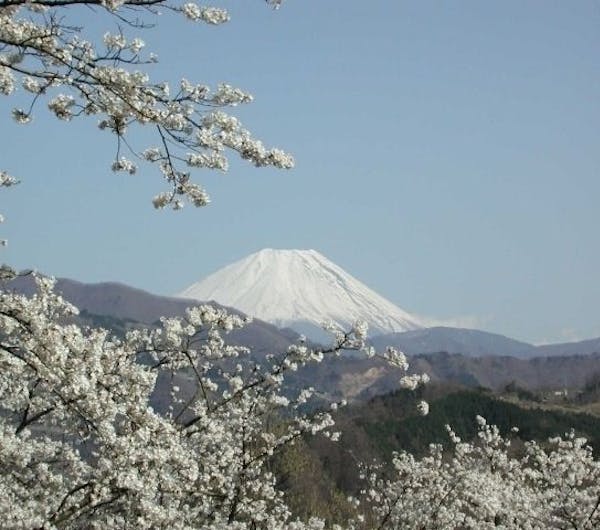 大法師公園 山梨 下部 身延 早川 人気お花見スポット 一休 Comレストラン 大法師公園 山梨 下部 身延 早川 人気お花見スポット 一休 Comレストラン