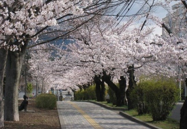 21年 長野お花見で行きたい桜名所 長野お花見におすすめ人気スポット11選 一休 Comレストラン 21年 長野お花見で行きたい桜名所 長野お花見におすすめ人気スポット11選 一休 Comレストラン