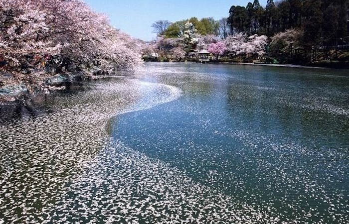 須坂お花見22 須坂 情緒あふれる桜景色を満喫 お花見おすすめ人気スポット7選 一休 Comレストラン 須坂お花見22 須坂 情緒あふれる桜景色を満喫 お花見おすすめ人気スポット7選 一休 Comレストラン