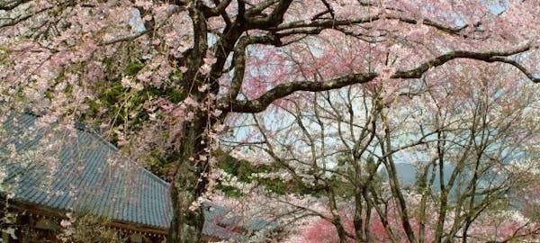 一休レストラン