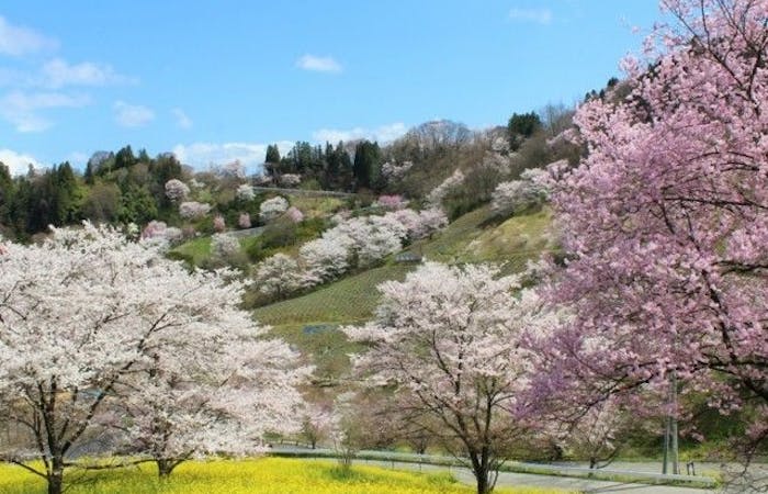 安曇野 大町お花見21 安曇野 大町 情緒あふれる桜景色を満喫 お花見おすすめ人気スポット6選 一休 Comレストラン 安曇野 大町お花見21 安曇野 大町 情緒あふれる桜景色を満喫 お花見おすすめ人気スポット6選 一休 Comレストラン