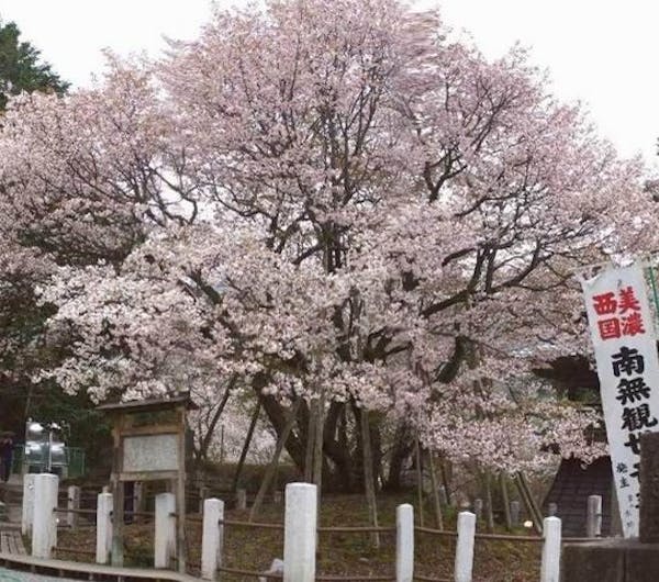 中将姫誓願桜 岐阜 岐阜 大垣 養老 人気お花見スポット 一休 Comレストラン 中将姫誓願桜 岐阜 岐阜 大垣 養老 人気お花見スポット 一休 Comレストラン